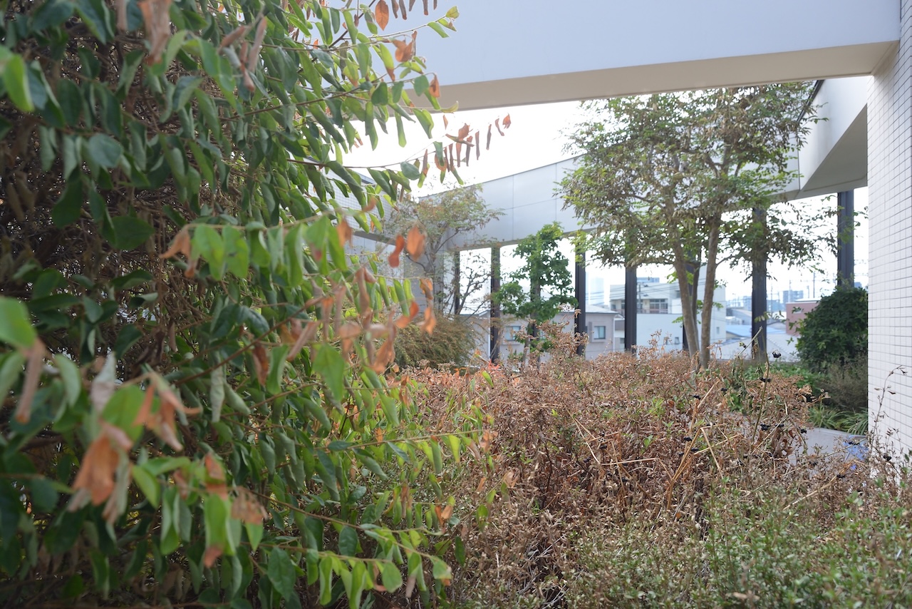 屋上テラスの緑の植栽と回廊