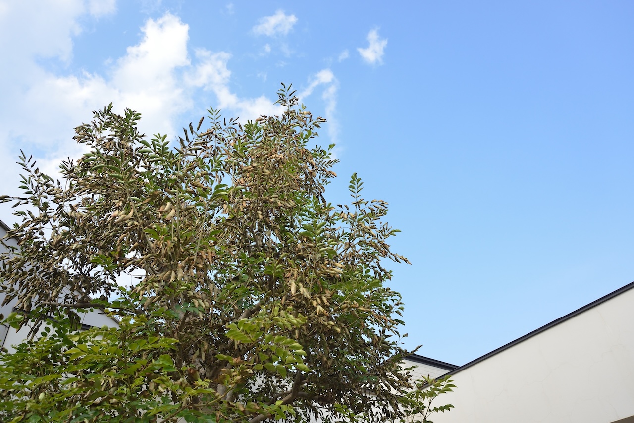 藤東クリニック屋上テラスから見上げる夏の青空と木々