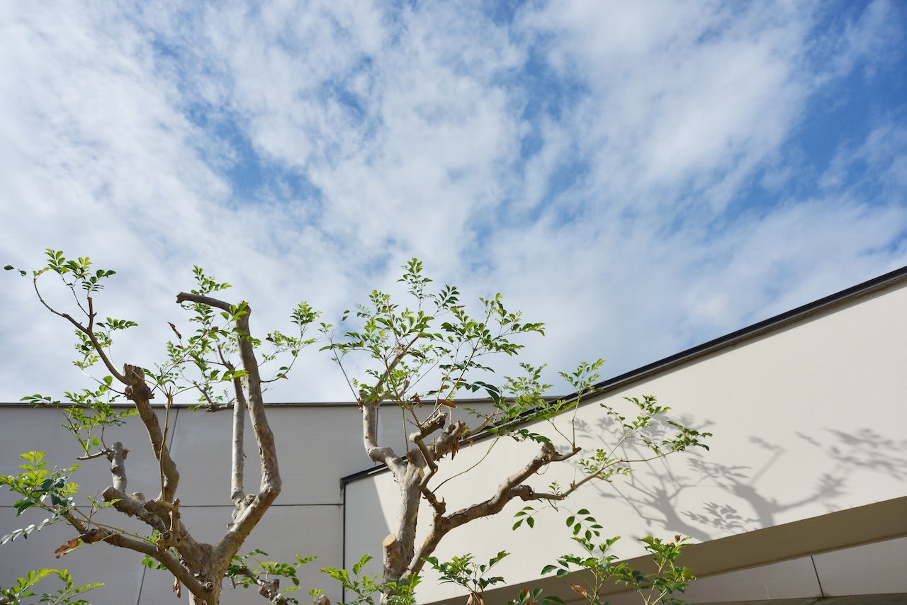 屋上テラスの木と9月の空