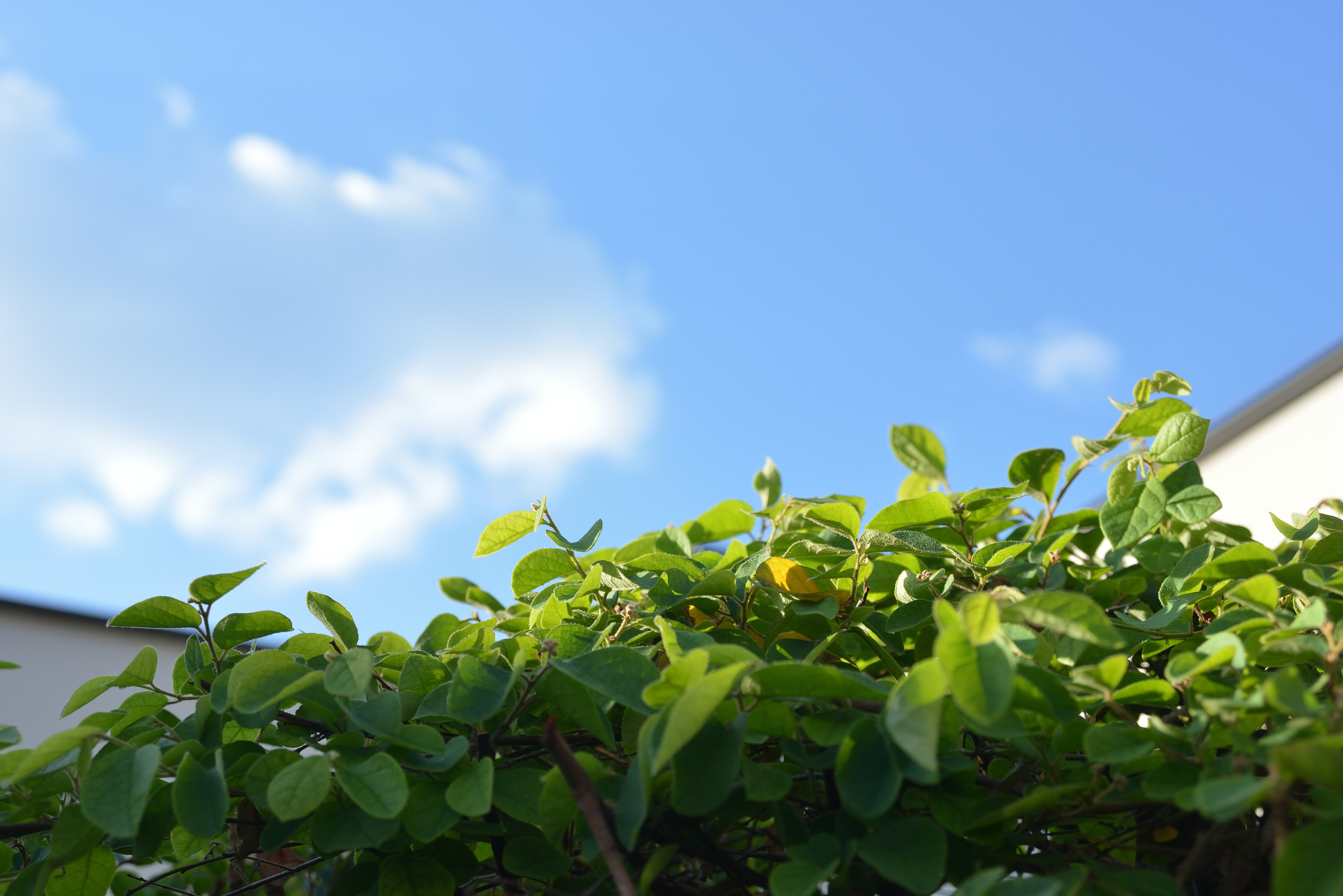 屋上テラスの生垣と10月の青空