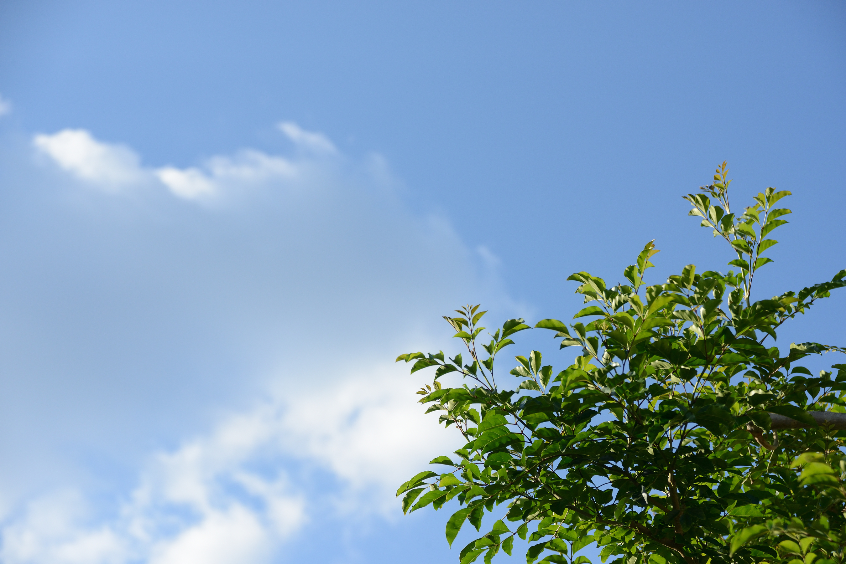 秋空に伸びる木の梢