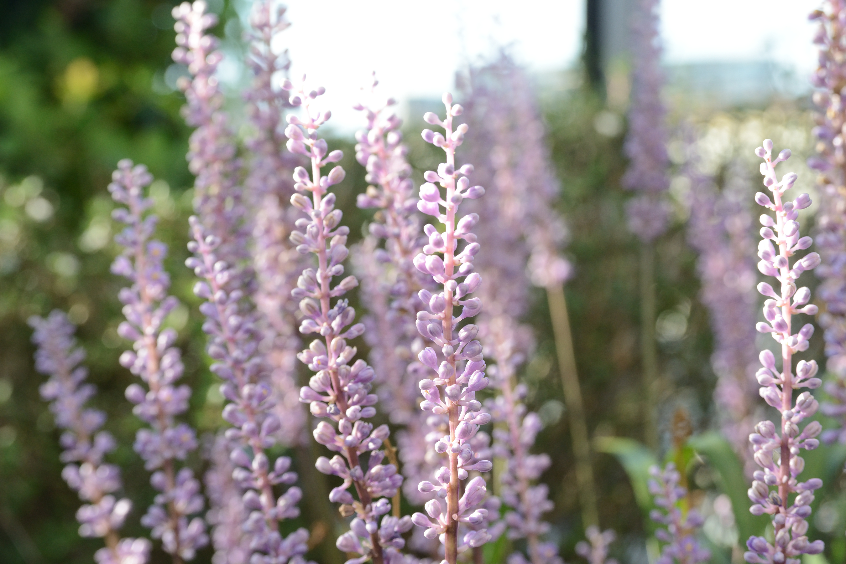 群れて咲く紫の花穂